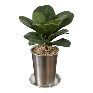 巴比榕琴叶榕桌面小盆栽韩式ins风室内客厅办公室桌面植物好养