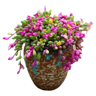 紫玄月吊兰多肉植物佛珠情人泪花卉盆栽办公室绿植珍珠吊兰防辐射