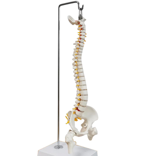 可以活动弯曲彩色人体脊椎骨盆股骨尾骨脊柱骨骼腰椎颈椎正骨模型