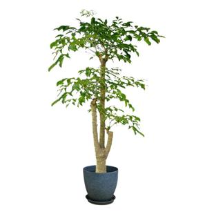 客厅大型植物幸福树室内绿植盆栽大颗绿宝办公室四季好养净化空气