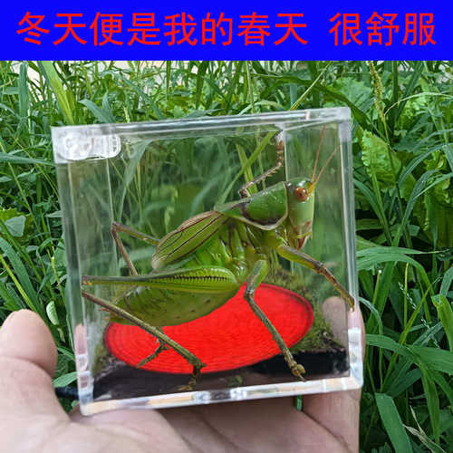 蝈蝈专用恒温罐鸣虫恒温盒发热罐保温造景生态箱宠物罐蝈蝈过冬