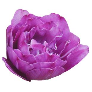 蓝色奇观郁金香种球自然球进口花种球根花园阳台种植耐寒花卉虹越