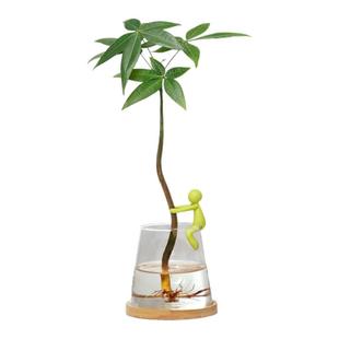 发财树水培植物水养懒人绿植小盆栽创意摆件办公室内客厅招财盆景
