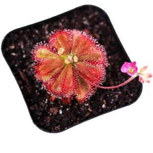 买二送一食虫草食人花驱蚊草茅膏菜捕蝇草捕蚊草食虫植物会粘虫纸