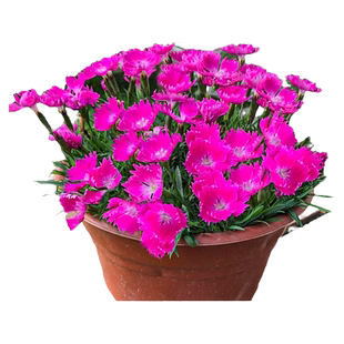 欧石竹花苗初吻带花草坪室外庭院四季耐寒耐热开花草皮好养活植物