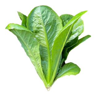 孔雀菜种子四季种植简单沙拉生菜种籽耐热耐寒阳台盆栽蔬菜种孑
