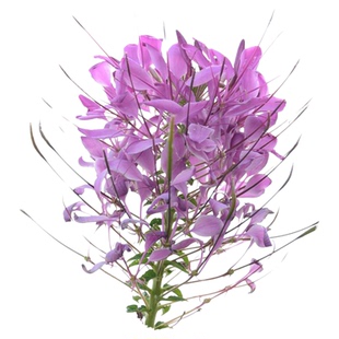 醉蝶花花种籽子混色高杆花海四季易活庭院室外盆栽醉蝴蝶花籽蜜源