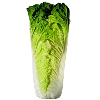 津双大白菜种子天津青麻叶