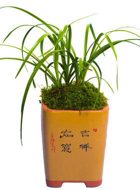 绿牡丹兰花盆栽植物名贵惠兰