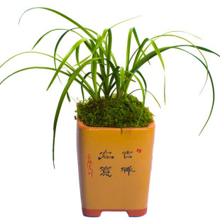 绿牡丹兰花盆栽植物名贵惠兰浓香型兰花苗带花苞兰草大众国兰场