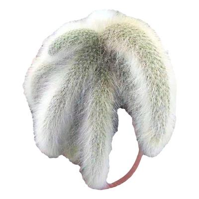 开花仙人球九尾狐办公室防辐射