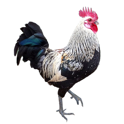 鹊山鸡种蛋受精蛋高受精率