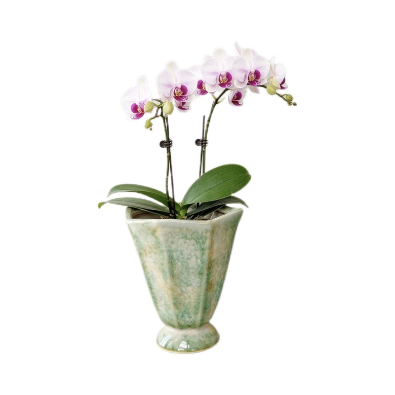 高颜值蝴蝶兰陶瓷花盆