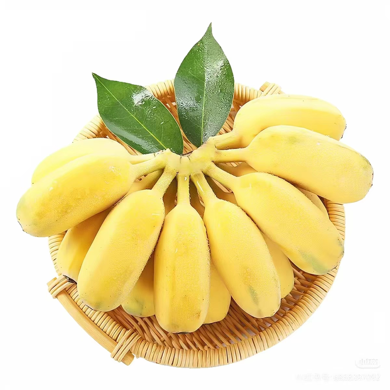 广西苹果蕉特大果现砍自然熟香蕉