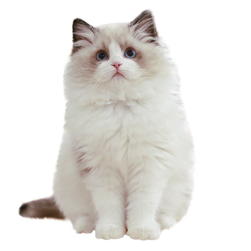 亮亮喵长毛布偶猫宠物纯种幼猫