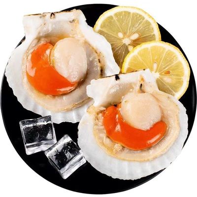 鲜活冷冻半壳超大扇贝夏夷贝商用