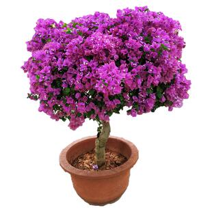 同安红三角梅原生盆栽老桩爬藤植物阳台盆栽耐热好养活庭院地栽