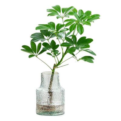 八方来财水培植物盆栽室内客厅桌面四季常青橡皮树好养花卉绿植