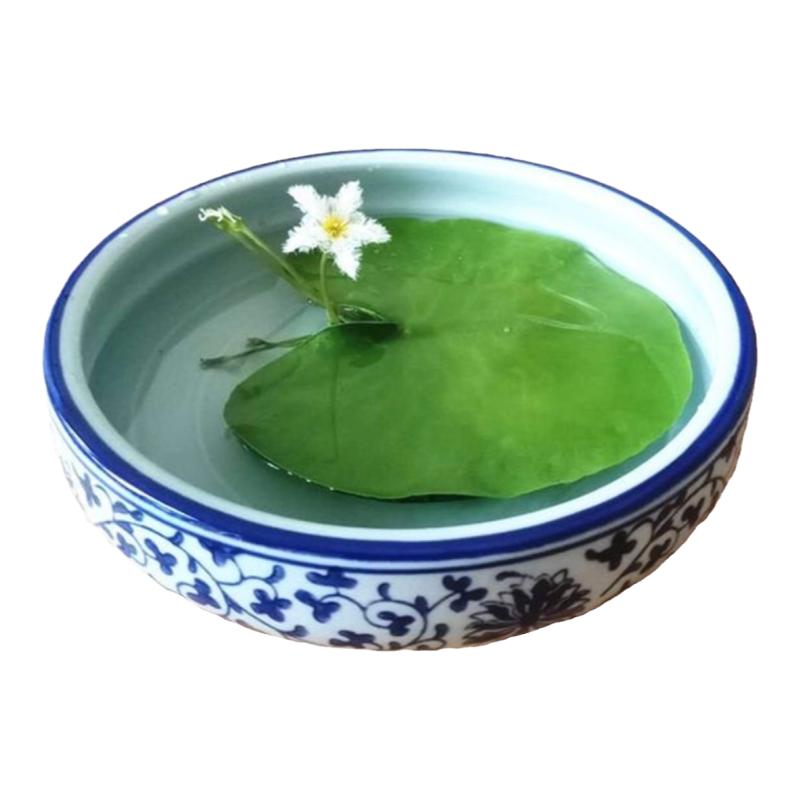 一叶莲 碗莲水生花卉水培植物室内阳台四季开花盆栽鱼缸浮生莲花