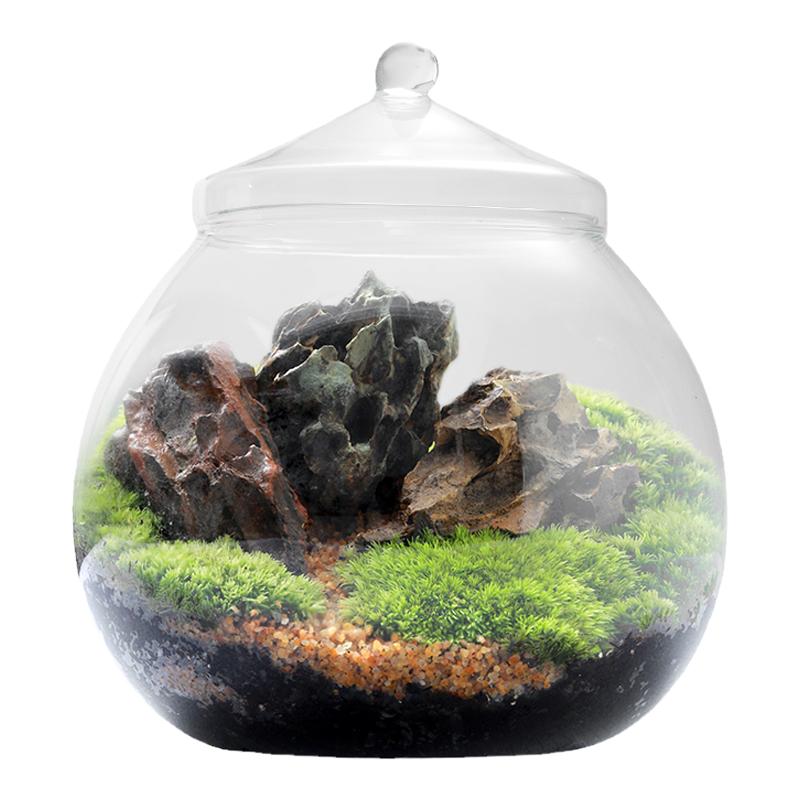苔藓微景观植物桌面小盆景创意DIY生态瓶懒人好养植物玻璃摆件