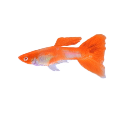 活体小型淡水热带观赏鱼