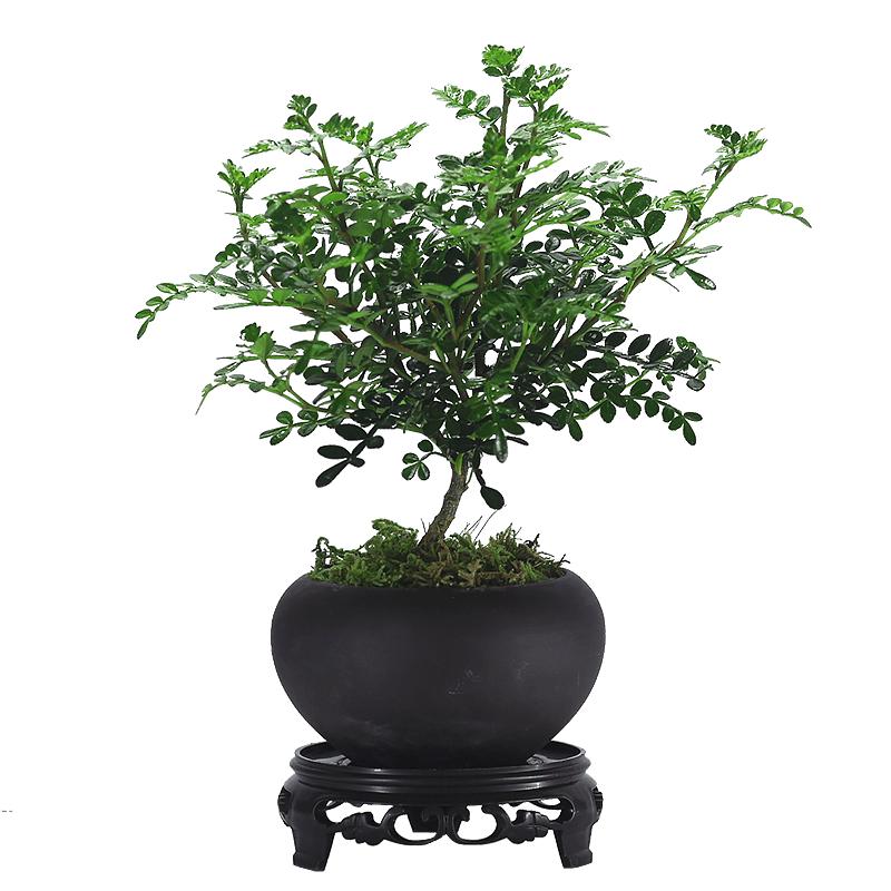 清香胡椒木办公桌四季常青驱蚊虫