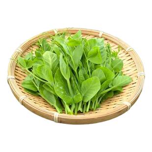 正宗四川特产农家嫩新鲜豌豆尖一叶一心当季现掐蔬菜自种龙须豆苗