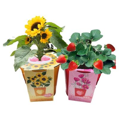 小花农番茄种子小盆栽西红柿种籽阳台植物圣女果儿童种植种孑水果