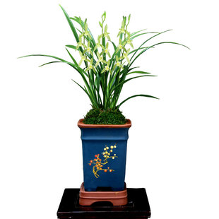 翁源兰花喜花里建兰素心朱德素大荷素带花浓香型好养室内绿植花卉