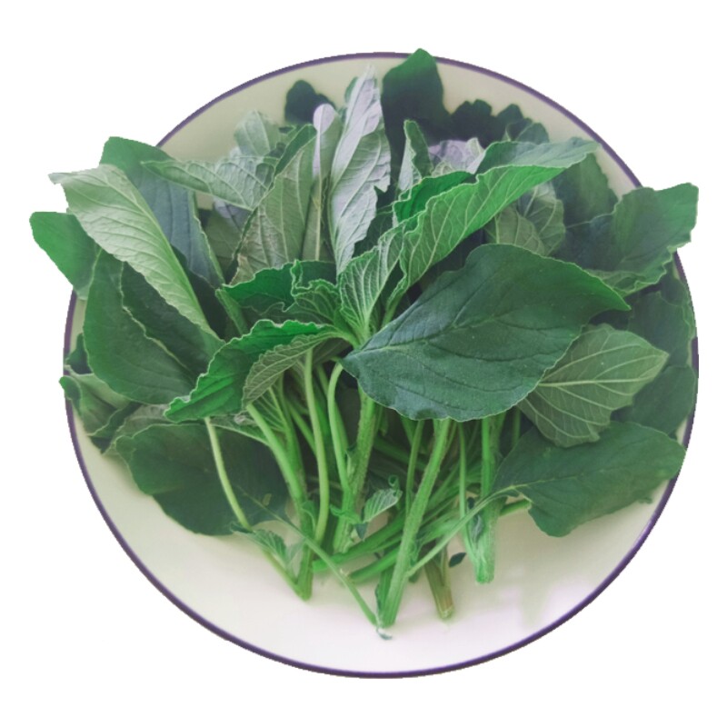 新鲜野苋菜时令野菜银子菜人星菜现摘人汉菜营养蔬菜玉谷叶非种植
