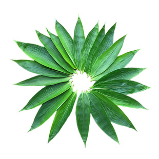 现摘新鲜粽叶包粽子专用箬叶100片中号棕叶野生湖南原产地直发