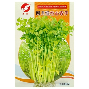 四月慢空心芹种子香芹菜种籽空心黄心高产耐抽苔10克/袋200克罐装