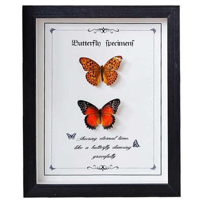 蝴蝶标本实木相框昆虫标本盒干花DIY装饰收纳盒立体中空展示框