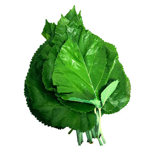 新鲜桑叶蚕宝宝桑树叶小蚕嫩叶大叶学生养蚕套装乌龟食物顺丰包邮