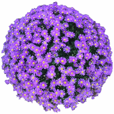 姬小菊盆栽紫色易爆花植物