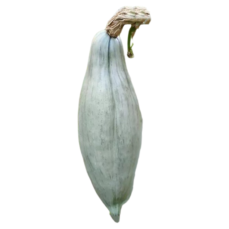 贵族南瓜种子蔬菜种籽甜面瓜板栗四季盆栽春季夏秋冬季水果种孑