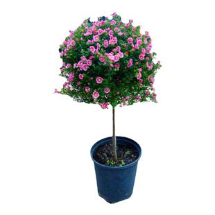 小木槿棒棒糖花苗木槿花苗盆栽多花量大花卉阳台带花发货花镜植物