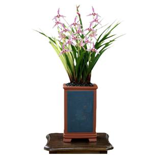 翁源兰花苗老种四季建兰香妃红花七彩丹霞带花浓香好养室内卉盆栽