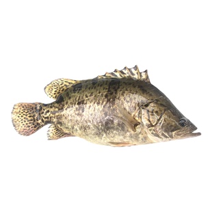 包邮鳜鱼苗桂花鱼白鳜翘嘴桂淡水养殖鲑鱼季花鱼红纹鳜观赏鱼挂鱼