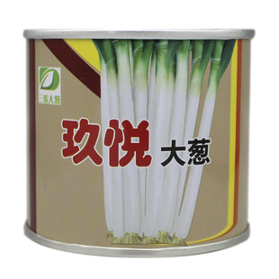 2025年新品种日本铁杆大葱种子实心钢葱种子四季 葱种子 包邮葱籽