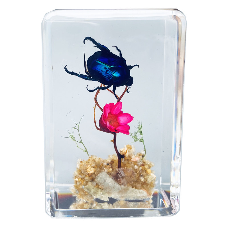 昆虫标本蝎子蜘蛛海洋儿童科普
