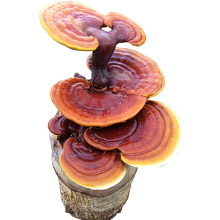 食用大灵芝种植菌包菌种家庭养植阳台多肉种植蘑菇种子食用菌