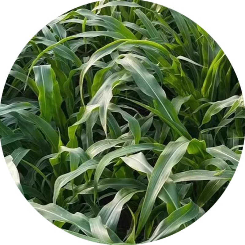 墨西哥玉米草种籽进口高丹苏丹草鸡鸭鹅牛羊鱼草种子四季高产牧草