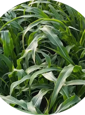 墨西哥玉米草全国可种高产牧草