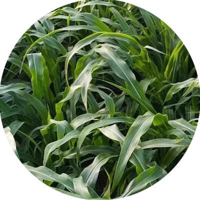 墨西哥玉米草全国可种高产牧草