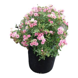 海蒂的花园旗舰店超微月季花卉盆栽灌木微型月季小苗阳台庭院植物