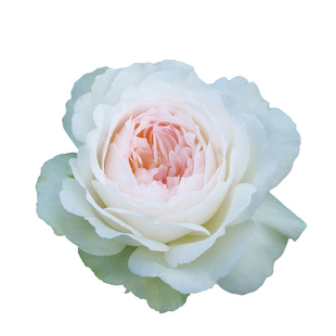 天狼月季 波莱罗 多季大花浓香丰花灌木月季纯洁可爱玫瑰盆栽苗