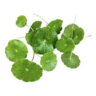 铜钱草新鲜花草点缀旱金莲叶片西餐日料饭店酒店摆盘装饰30朵