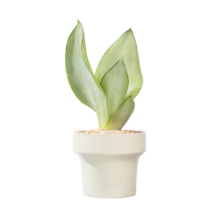 白玉虎皮兰盆栽室内虎尾兰办公室工位桌面绿植摆件高档奶油风植物