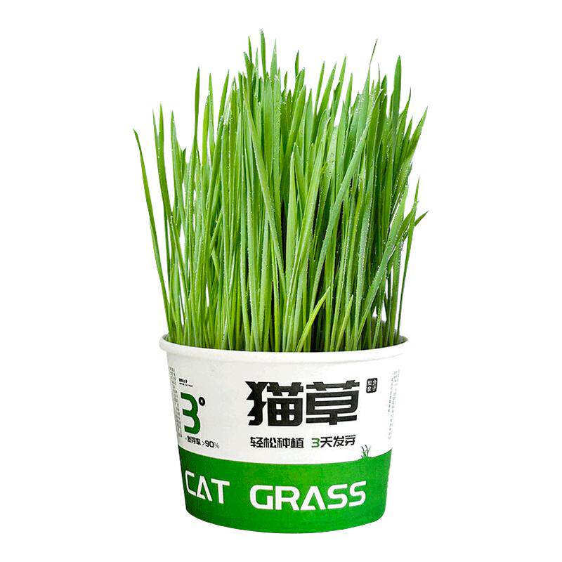 猫草盆栽新鲜水培化毛排毛球专用